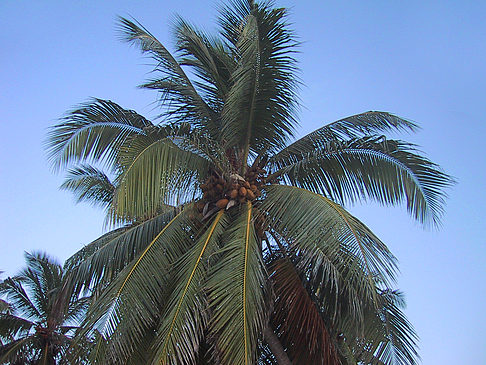 Fotos Palme mit Kokosnüssen
